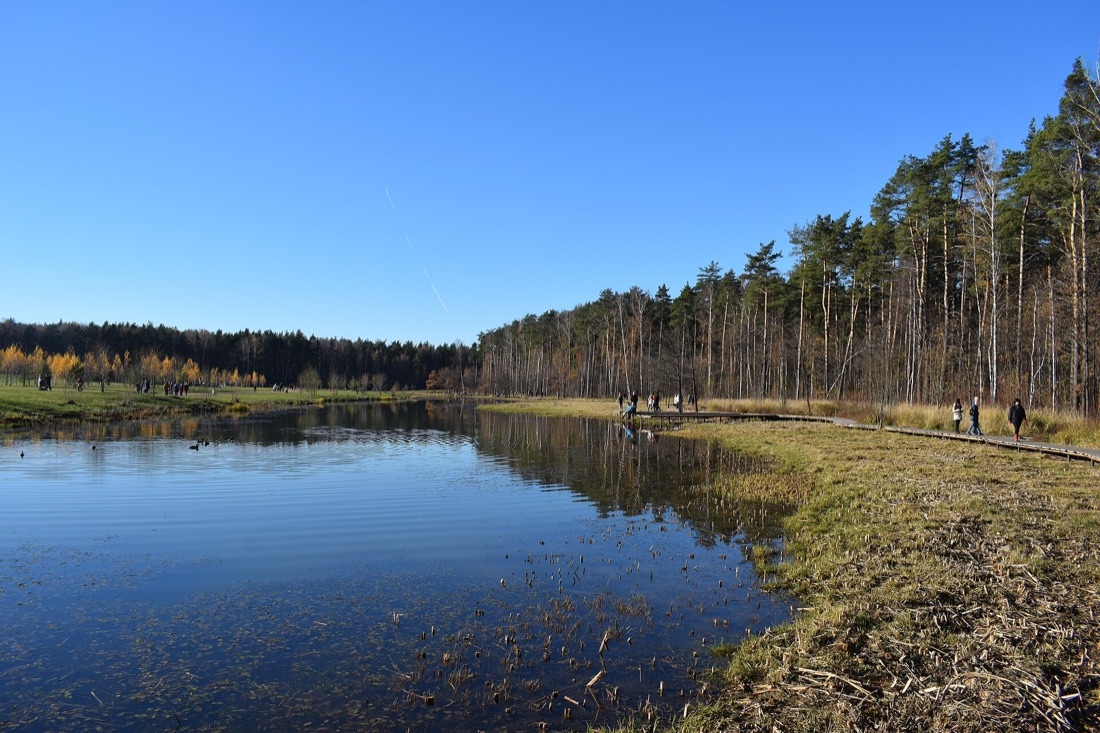 Мещерский парк, озеро и сосновый берег