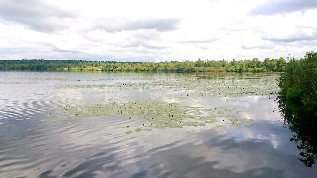 Полецкое озеро, широкая вода с кувшинками